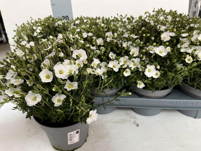 <h4>AREN MONTANA</h4>