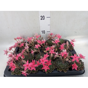 Graptopetalum tacitus
