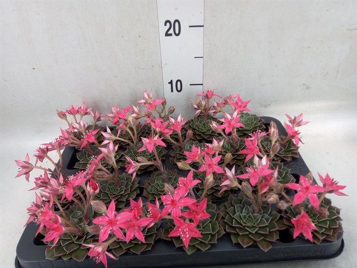 <h4>Graptopetalum tacitus</h4>