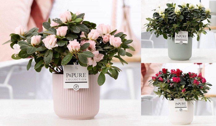 <h4>1st class Azalea mix in P&PURE Sophie ceramics ass. 3</h4>
