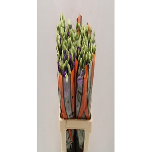 Lisianthus do rosita blue