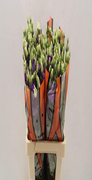 <h4>Lisianthus do rosita blue</h4>