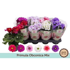 Primula Obconica Mix