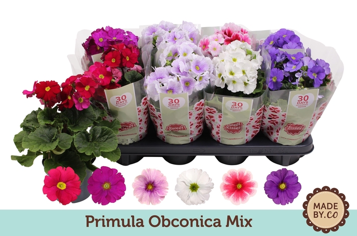<h4>Primula Obconica Mix</h4>