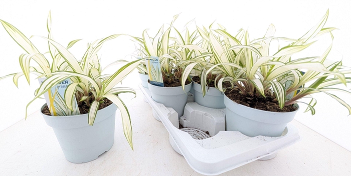 <h4>Carex siderostica</h4>