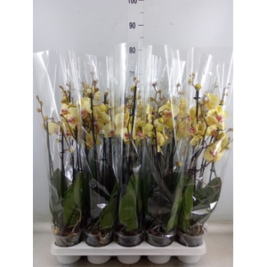 Phalaenopsis  'Desert Breeze'