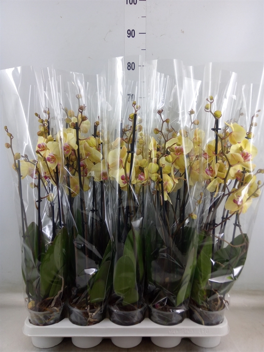 <h4>Phalaenopsis  'Desert Breeze'</h4>