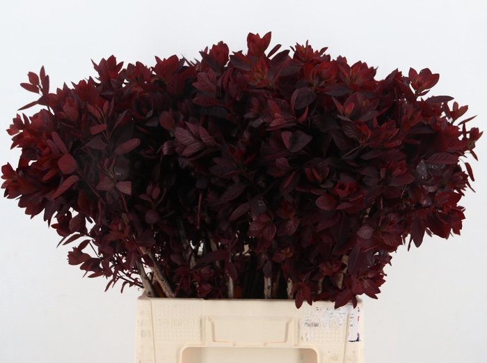 <h4>COTI C ROYAL PURPLE</h4>