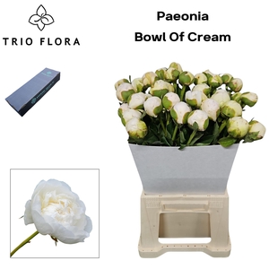 Paeonia 'Bowl of Cream' L Box