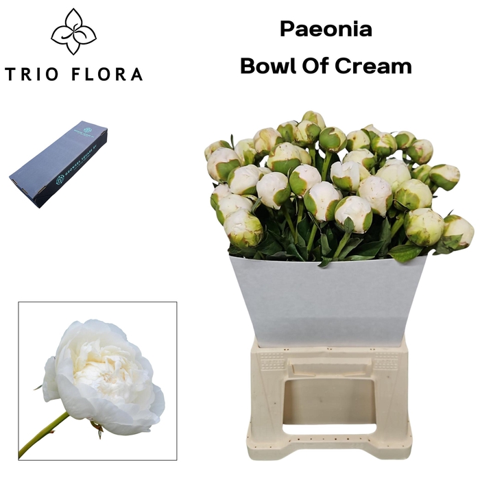 <h4>Paeonia 'Bowl of Cream' S Box</h4>