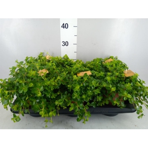 Peperomia rotundifolia