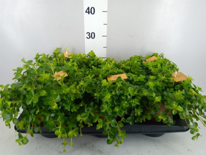 <h4>Peperomia rotundifolia</h4>