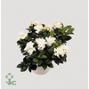 GARDENIA JASMINOIDES