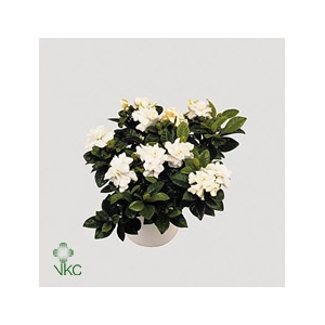 GARDENIA JASMINOIDES
