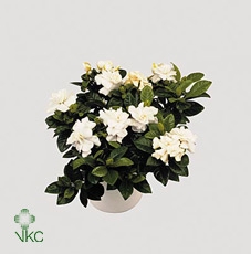 Gardenia Carly pot White/Antraciet