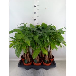 Pachira aquatica