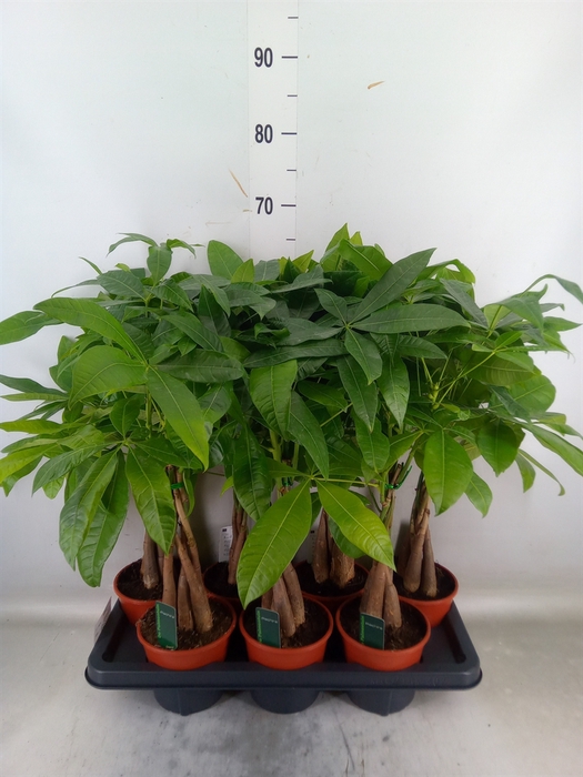 <h4>Pachira aquatica</h4>