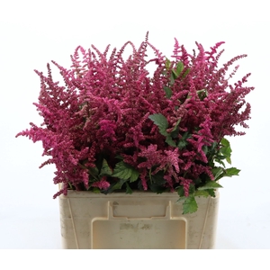 Astilbe Loud And Proud