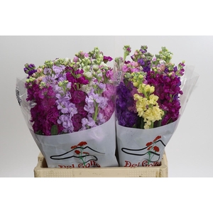 Matthiola Mix