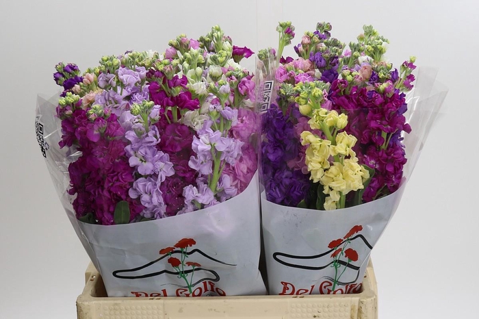 <h4>Matthiola Mix</h4>