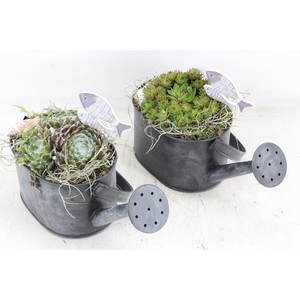 arr4 Semp JS - Zink gieter kl. black ovaal x6