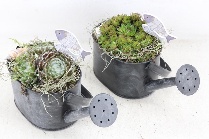 <h4>arr4 Semp JS - Zink gieter kl. black ovaal x6</h4>