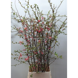 CHAENOMELES APPLE BLOSSOM 120CM