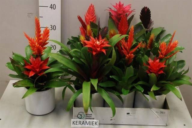 <h4>ARR BROMELIA</h4>