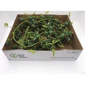 Sier Diplocycos Green P Box