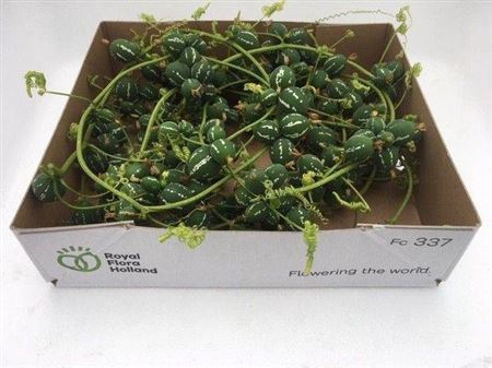 <h4>Sier Diplocyclos Green P Box</h4>