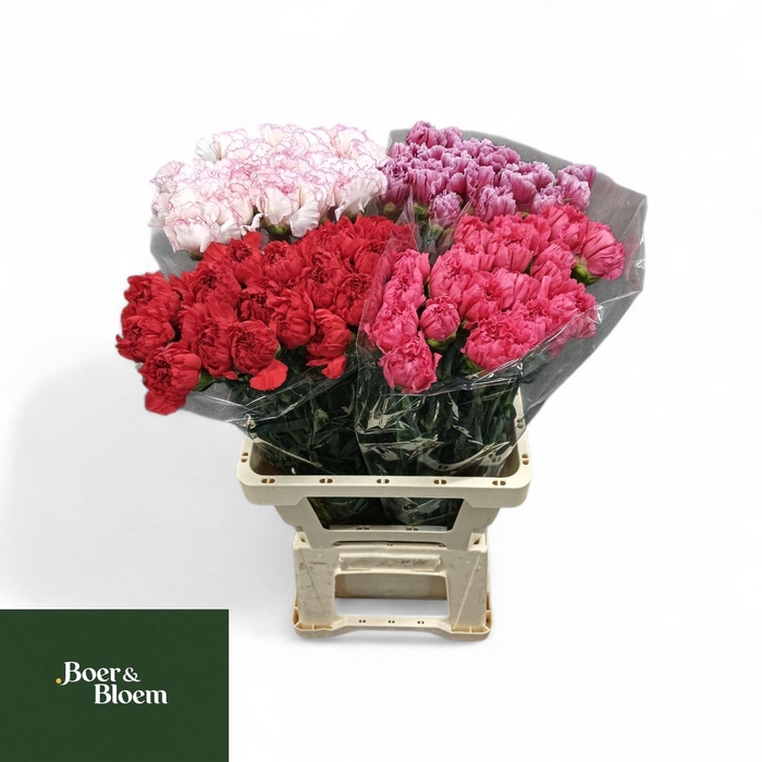 <h4>DI ST GEM IN FUST</h4>