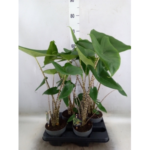 Alocasia zebrina
