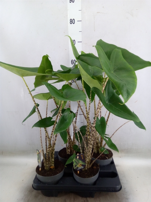<h4>Alocasia zebrina</h4>