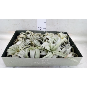 Tillandsia xerographica