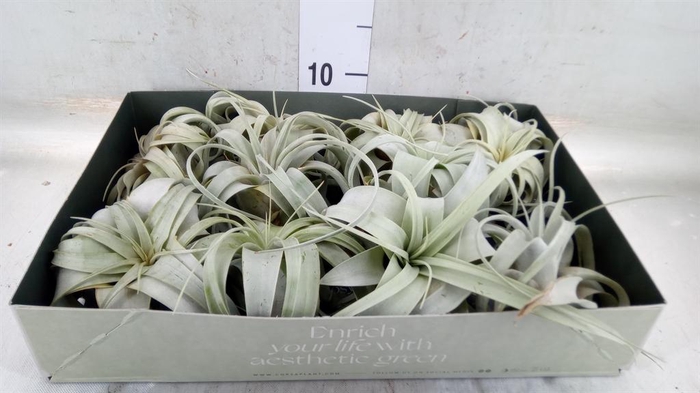 <h4>Tillandsia xerographica</h4>