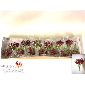 GLORIOSA ROTHSCHILD P.DOOS