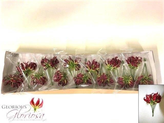 <h4>GLORIOSA ROTHSCHILD P.DOOS</h4>