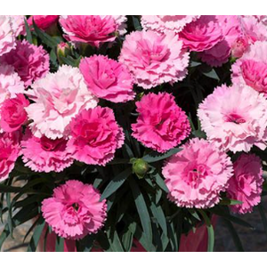 Dianthus overig
