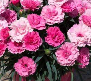 <h4>Dianthus overig</h4>