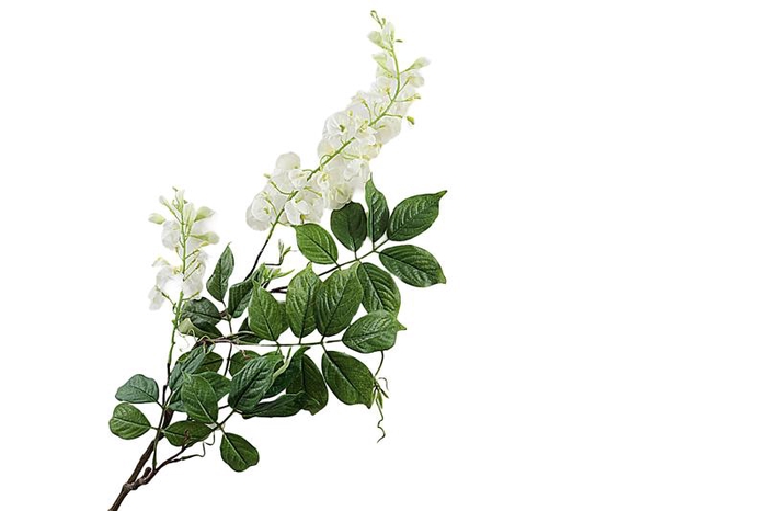 <h4>Wisteria White</h4>