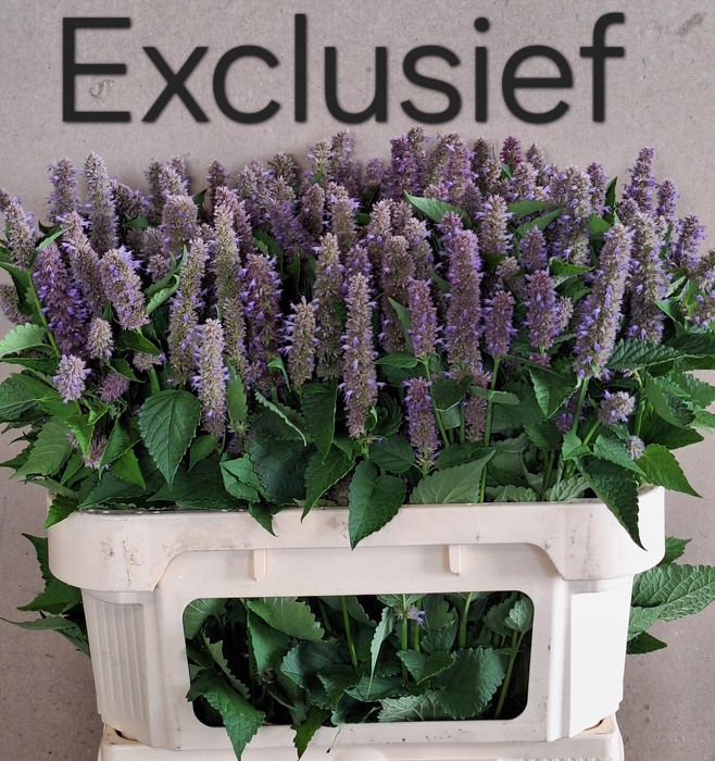 <h4>AGASTACHE OV</h4>