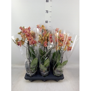 Phalaenopsis multi. 'FC SunsetLove'