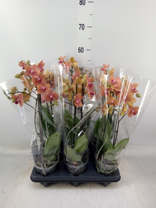 <h4>Phalaenopsis multi. 'FC SunsetLove'</h4>