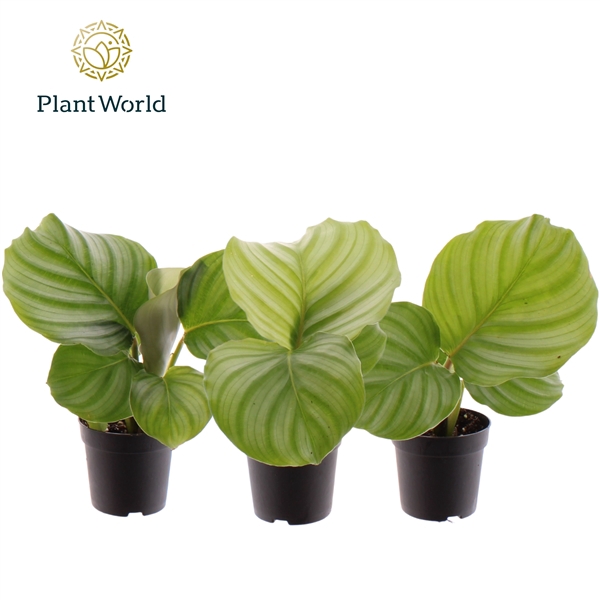 <h4>Calathea Orbifolia</h4>