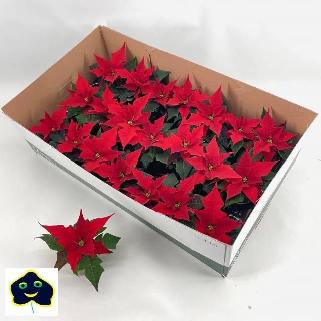 <h4>EUPHOR P MIRA RED</h4>