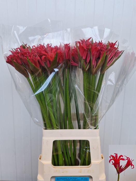 <h4>NE ELEGANCE AMOR</h4>