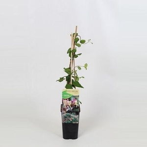 Lonicera periclymenum Belgica