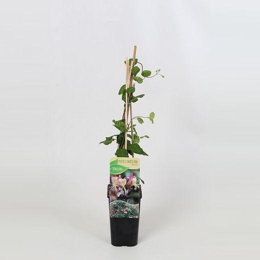 <h4>Lonicera periclymenum Belgica</h4>