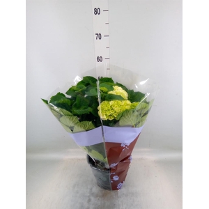 Hydrangea mac. 'Curly Wurly'