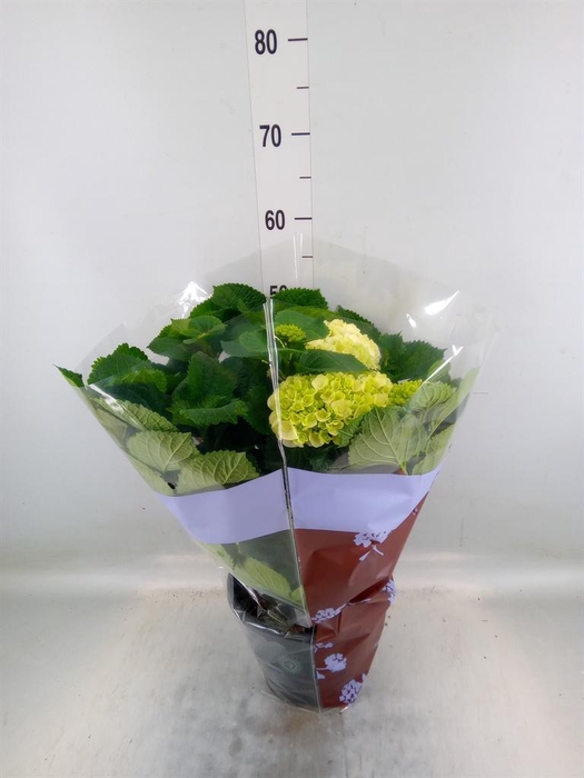 <h4>Hydrangea mac. 'Curly Wurly'</h4>